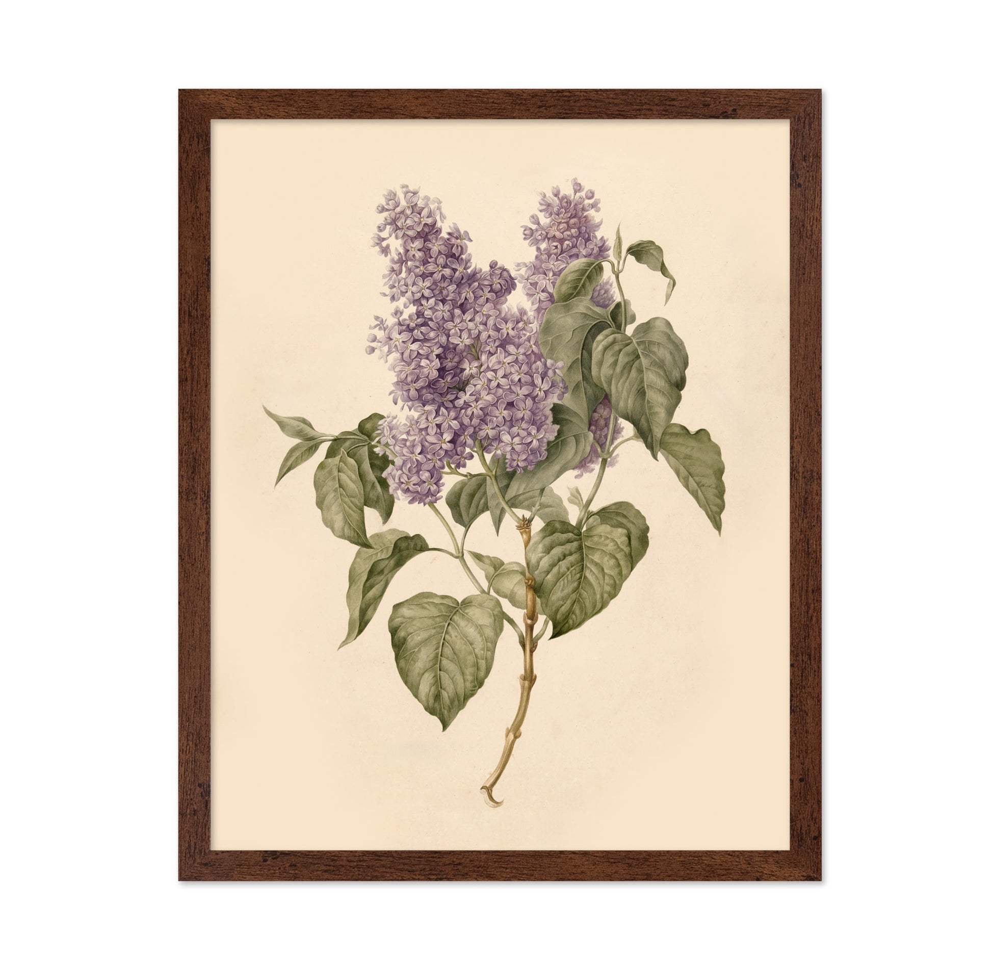 Branch with Purple Lilacs