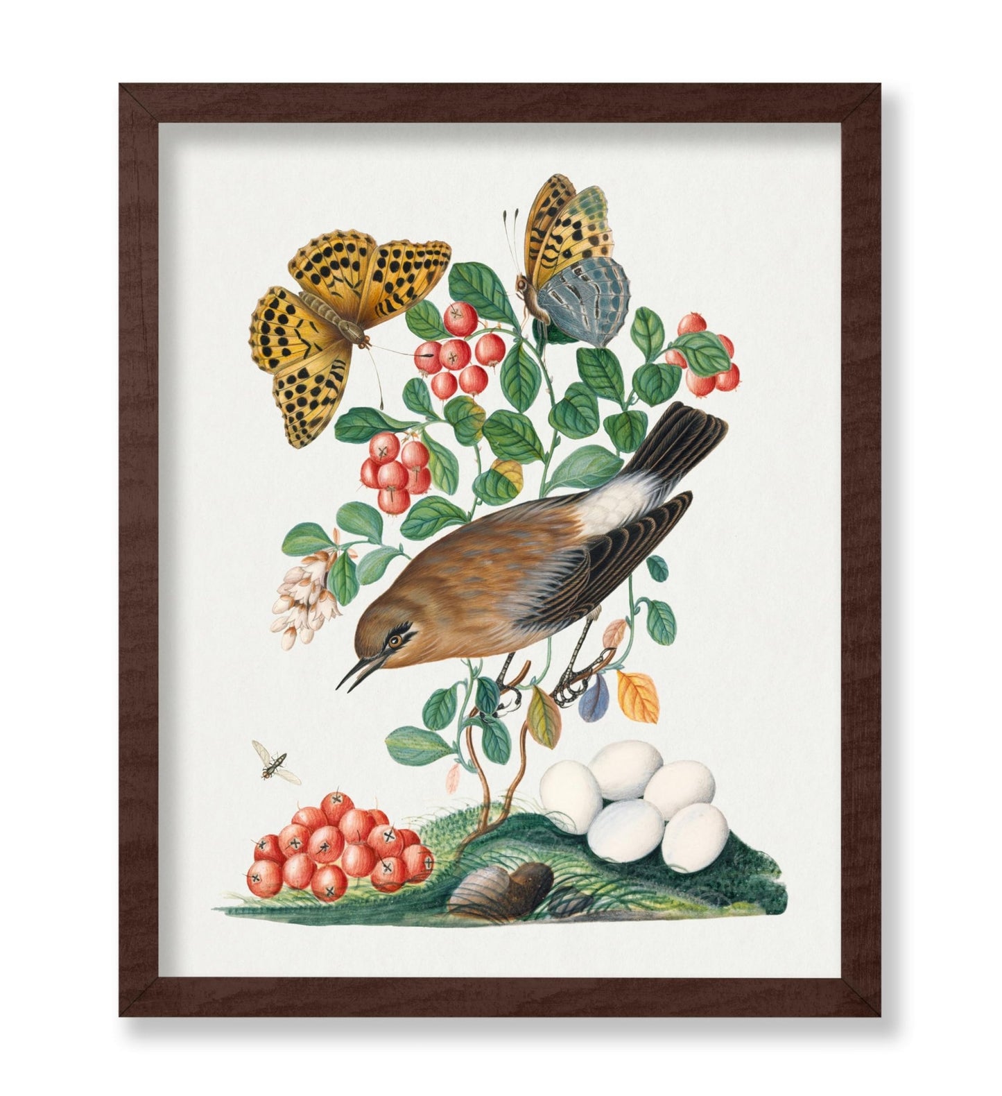James Bolton - Northern Wheatear, Cowberry and Silver-washed Fritillary and Long-legged Fly