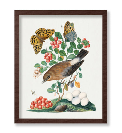 James Bolton - Northern Wheatear, Cowberry and Silver-washed Fritillary and Long-legged Fly
