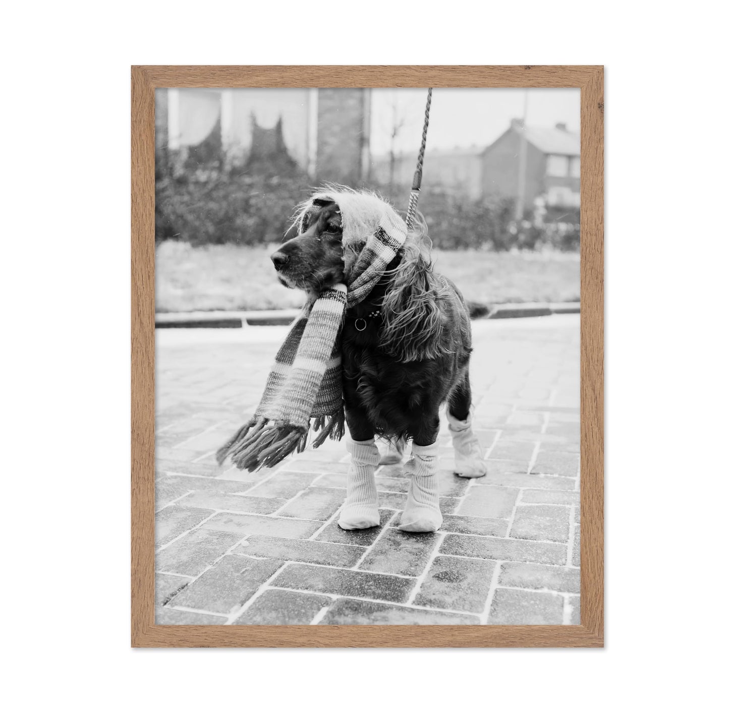 Dog Dressed for Winter