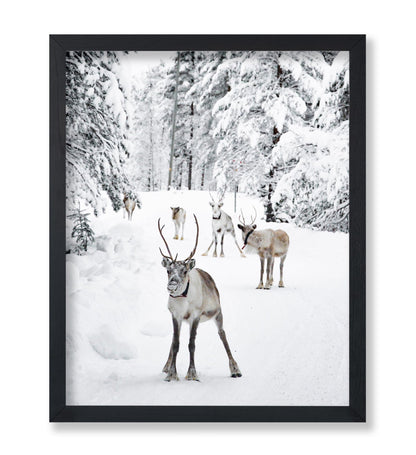 Reindeers in the Snow