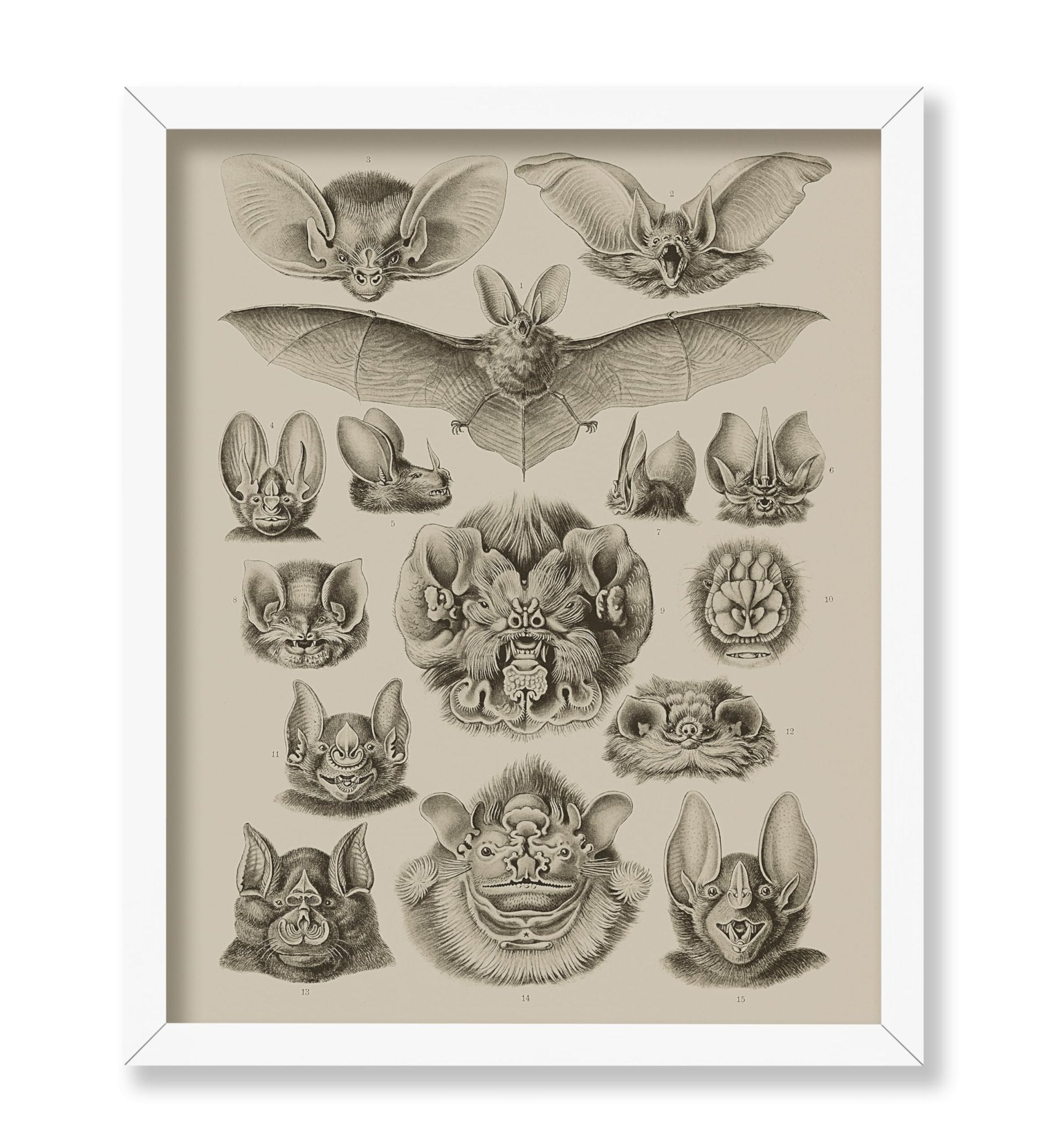 Bat Species