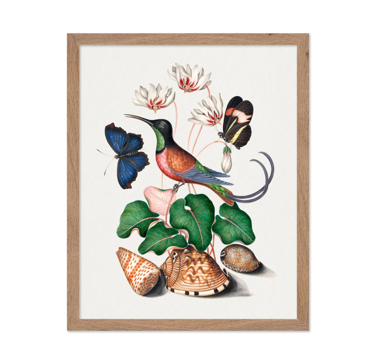 James Bolton - Hummingbird and Butterfly Illustration