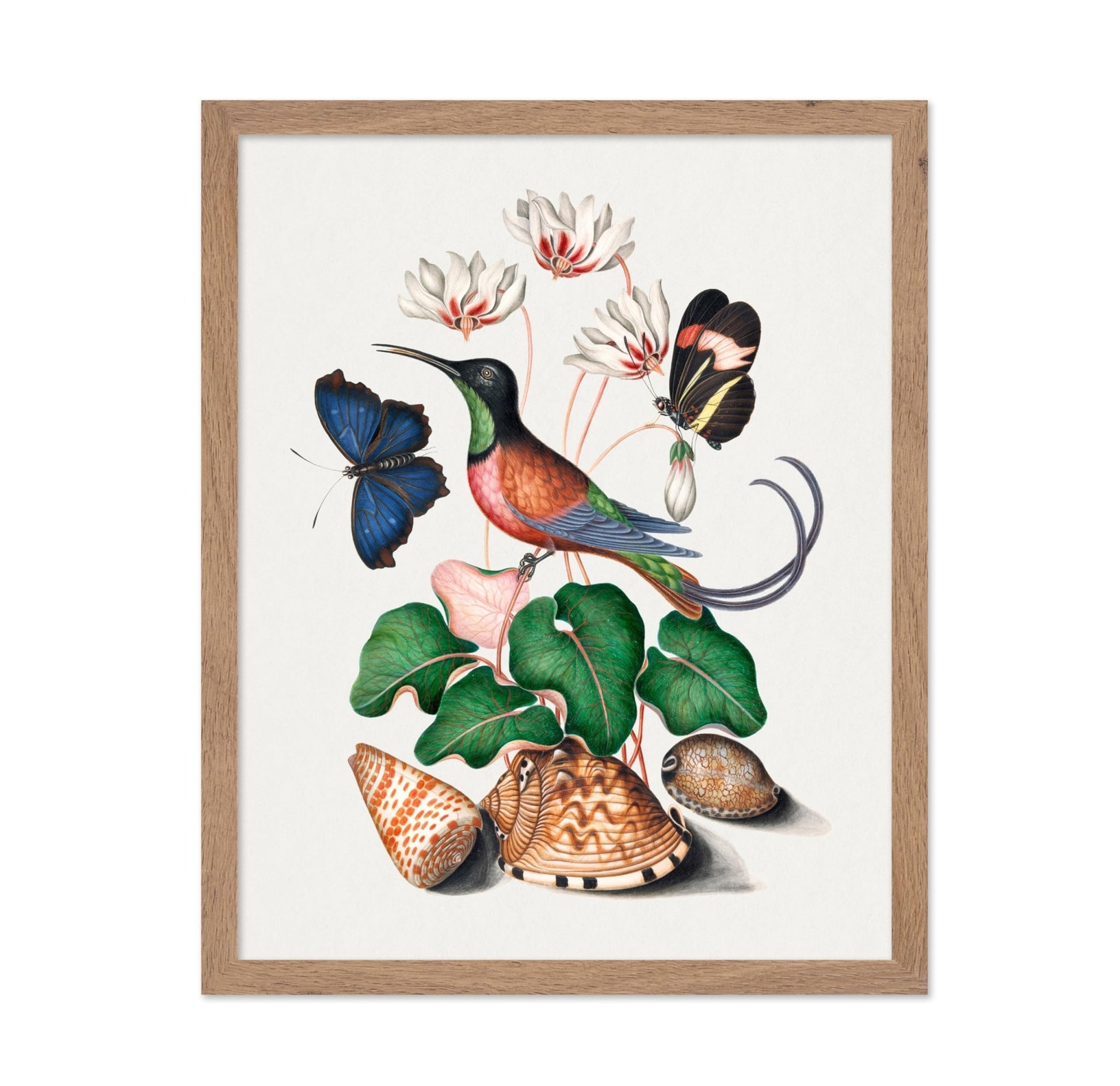 James Bolton - Hummingbird and Butterfly Illustration