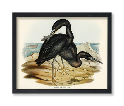 Blue Reef Heron