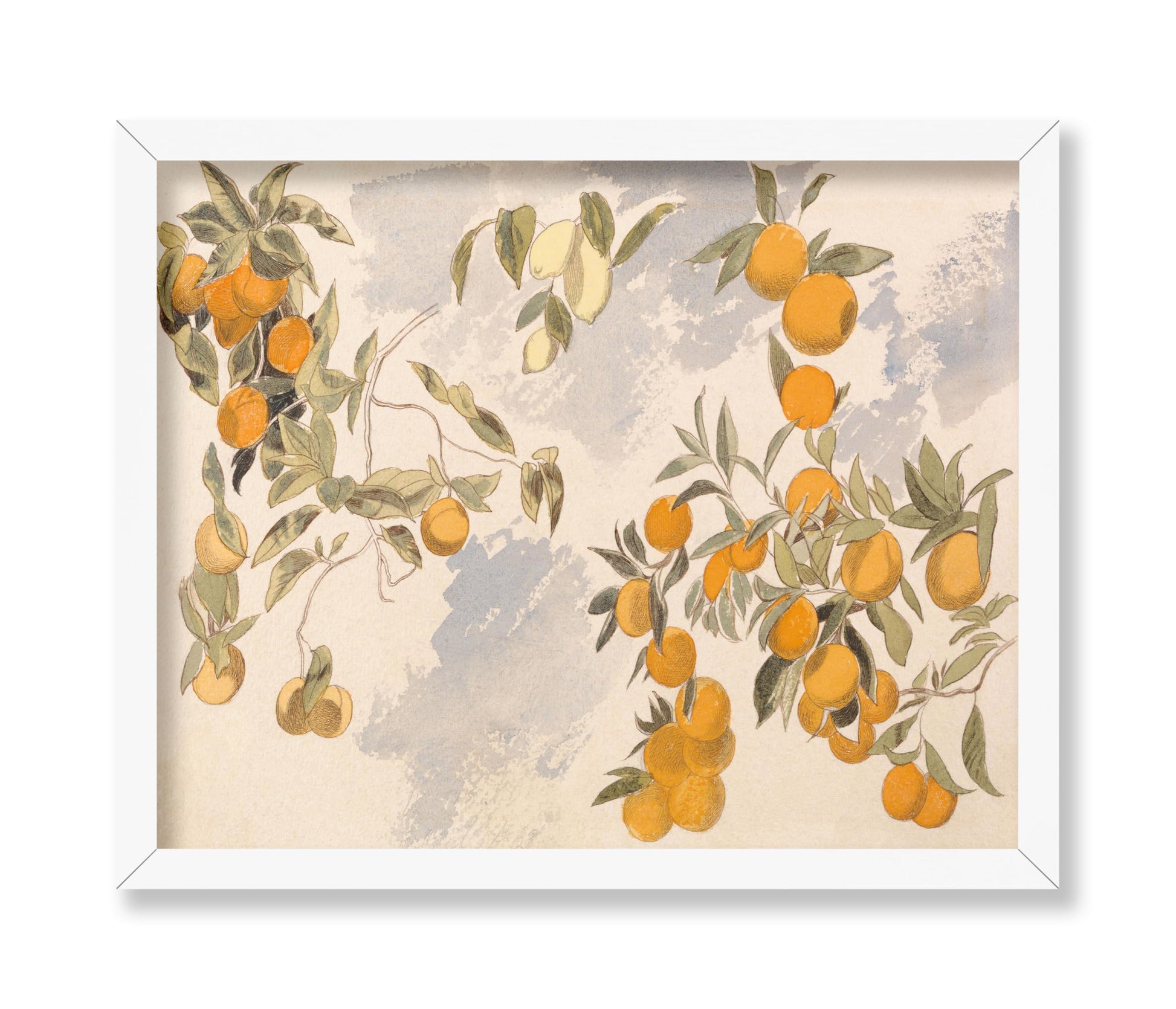 Oranges and Lemons