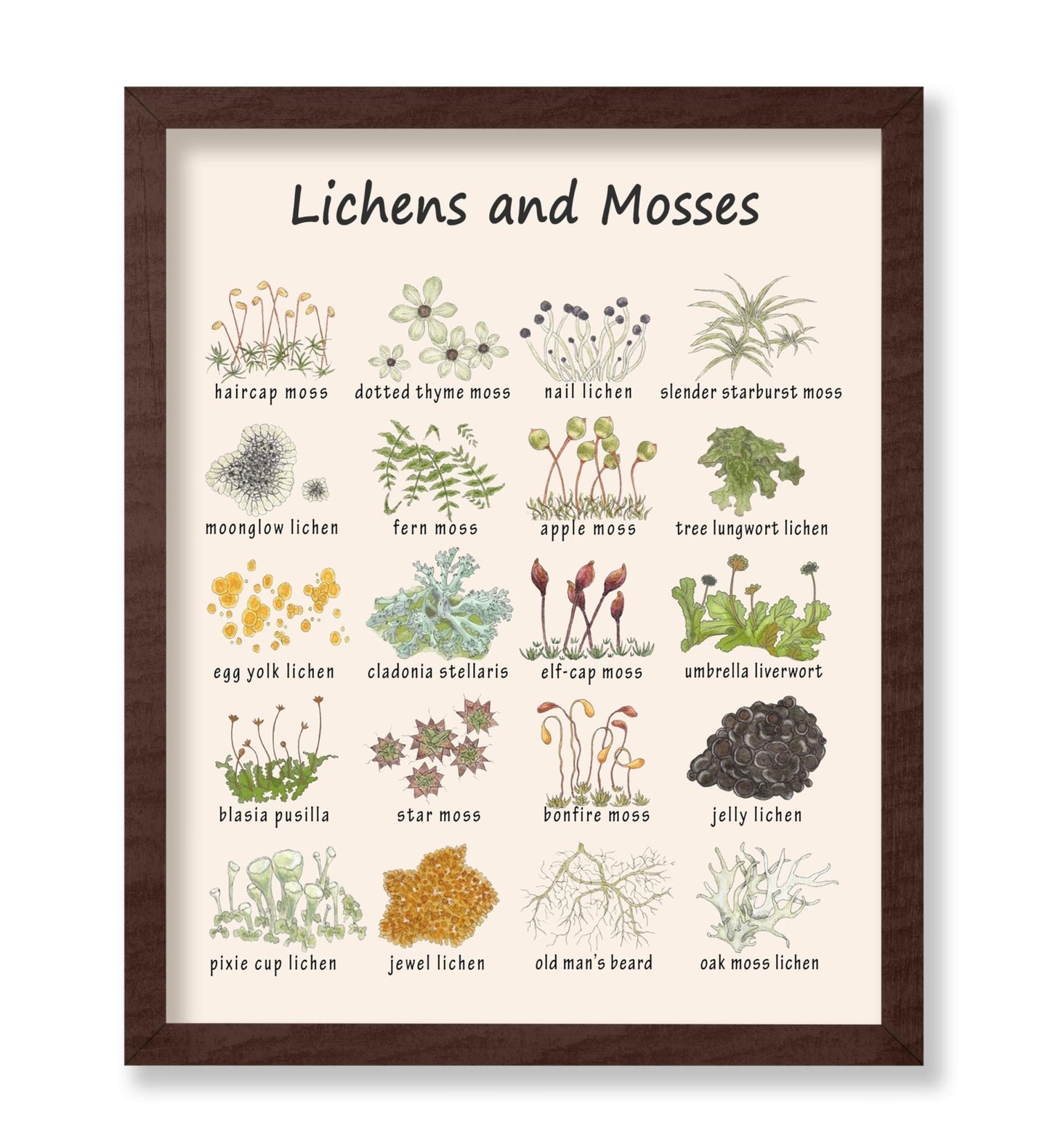 Lichens and Mosses
