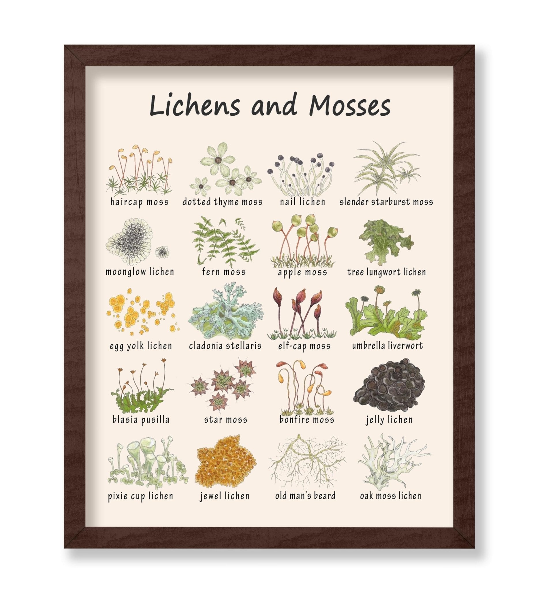 Lichens and Mosses