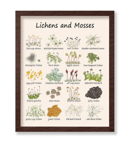 Lichens and Mosses