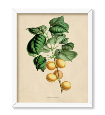 Flowers of the Greenhouses - Apricot Fruit