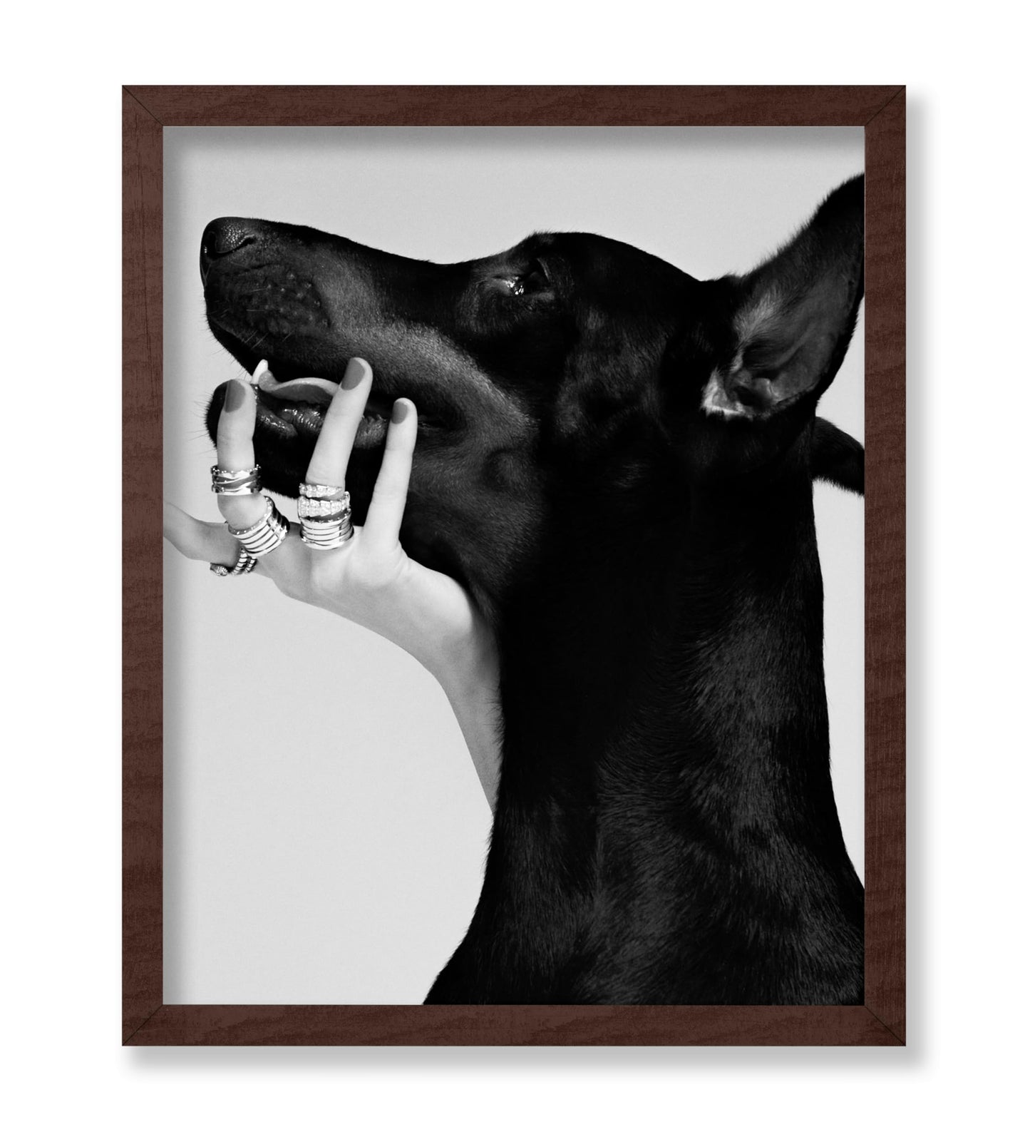Black Dobermann