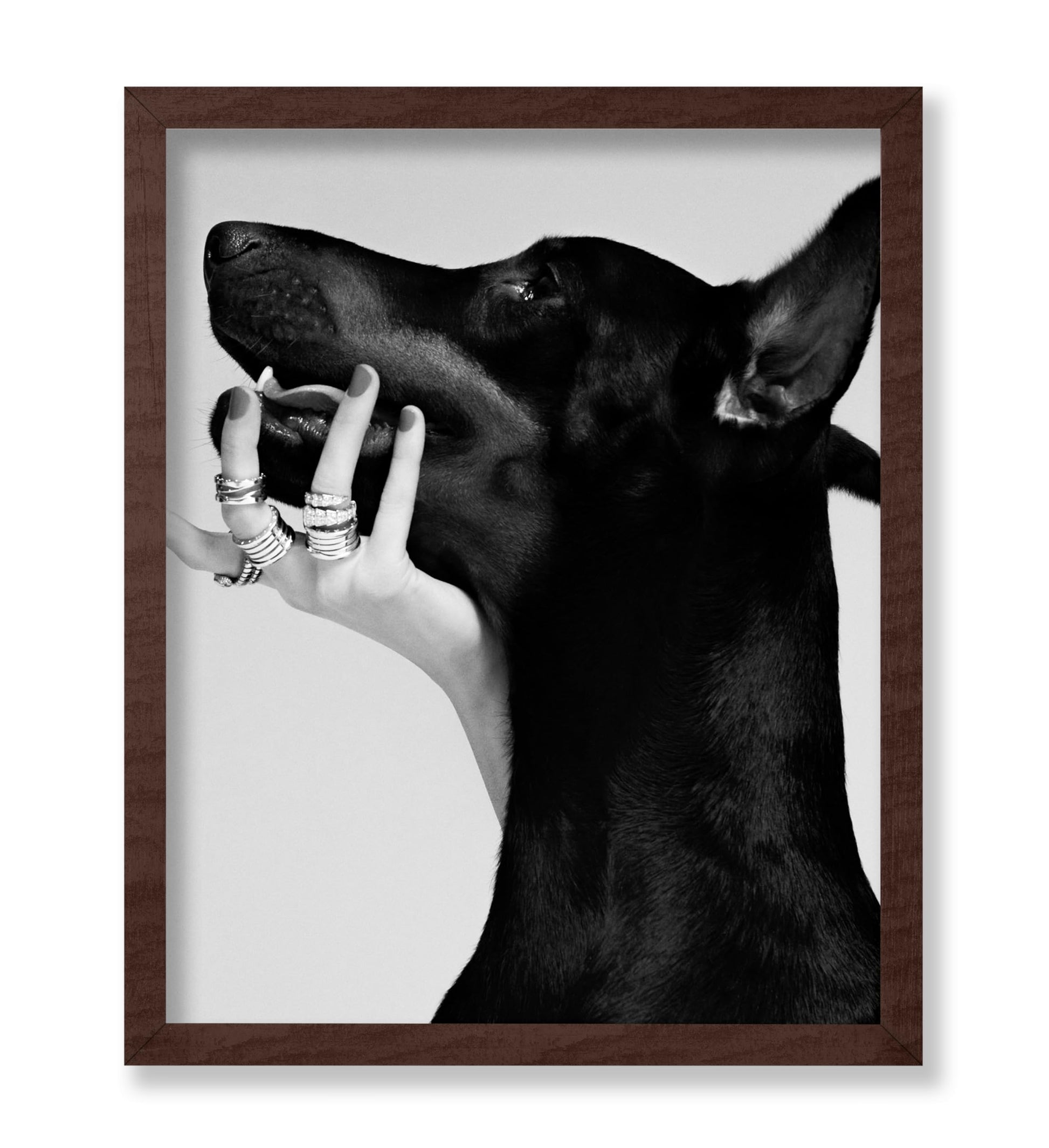 Black Dobermann