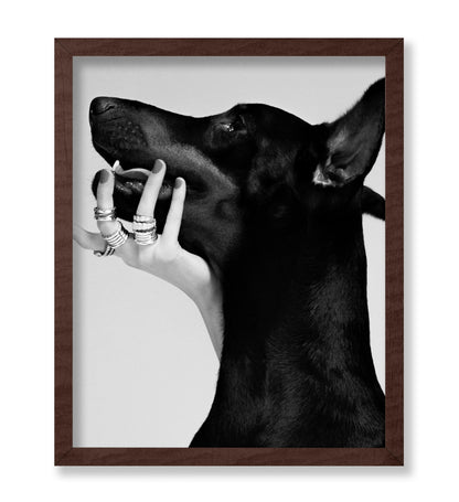 Black Dobermann