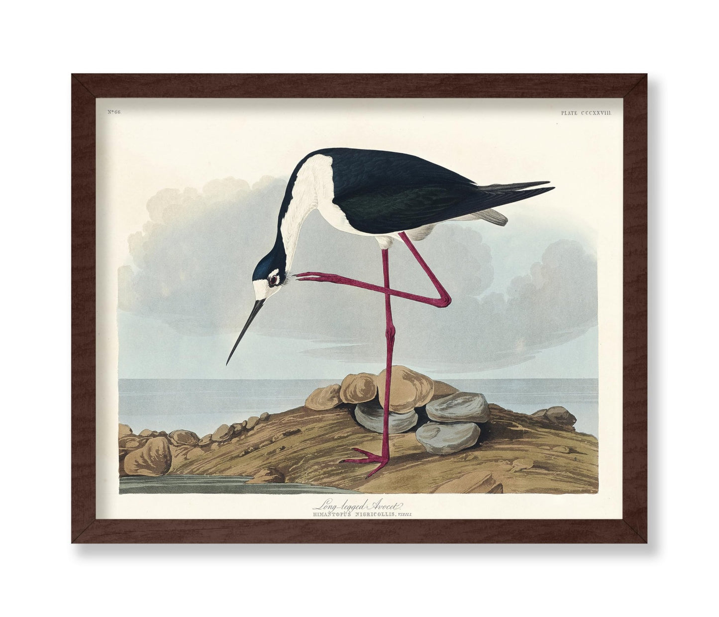 John James Audubon - Long Legged Avocet