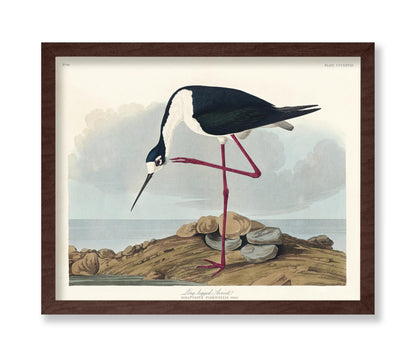John James Audubon - Long Legged Avocet