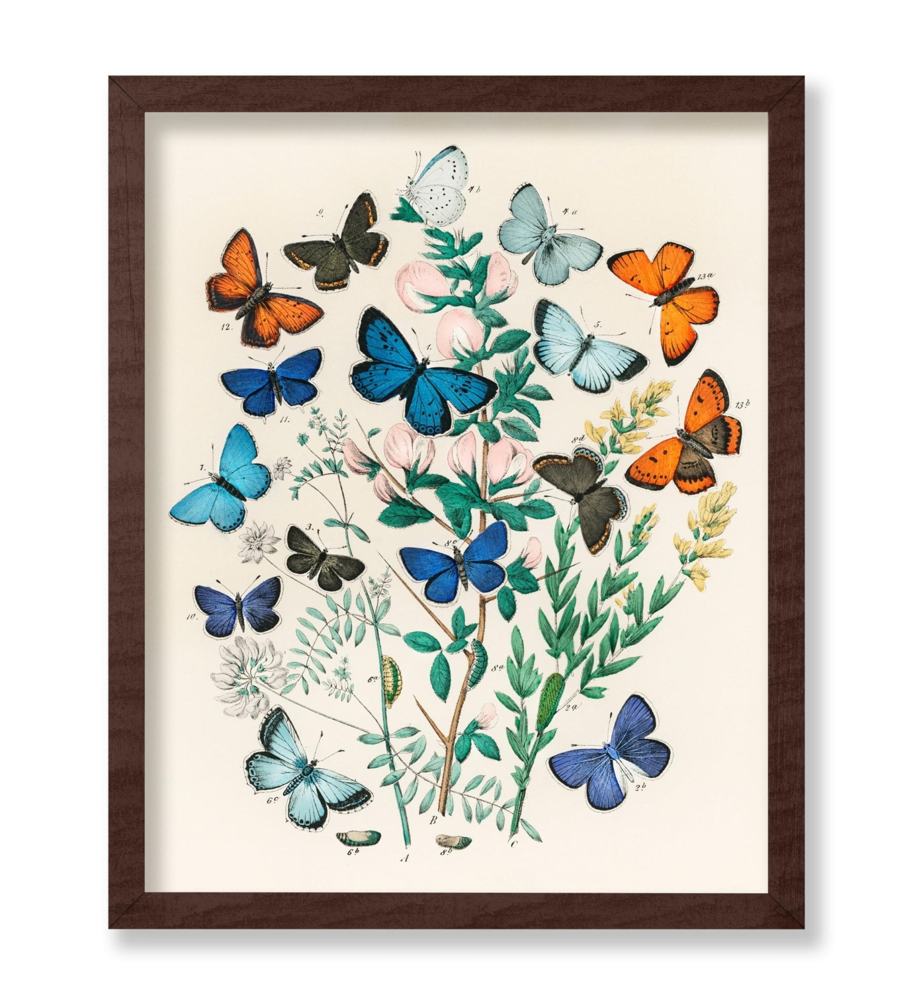 William Forsell Kirby - European Butterflies and Moths