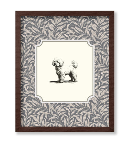 Bichon Frise