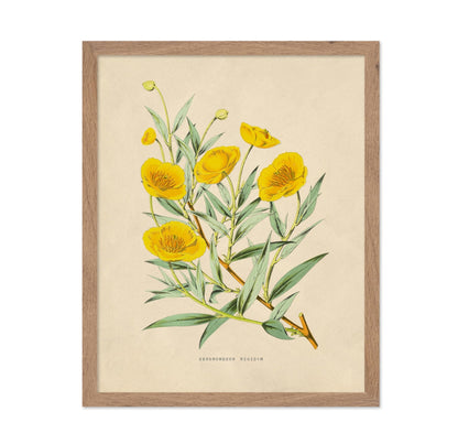 Flowers of the Greenhouses - California Poppy Poster