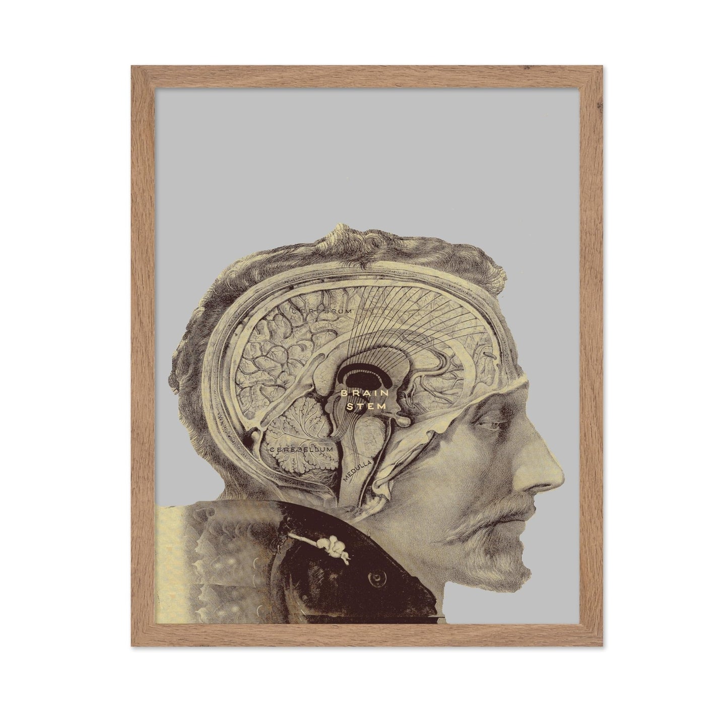 Human Brain
