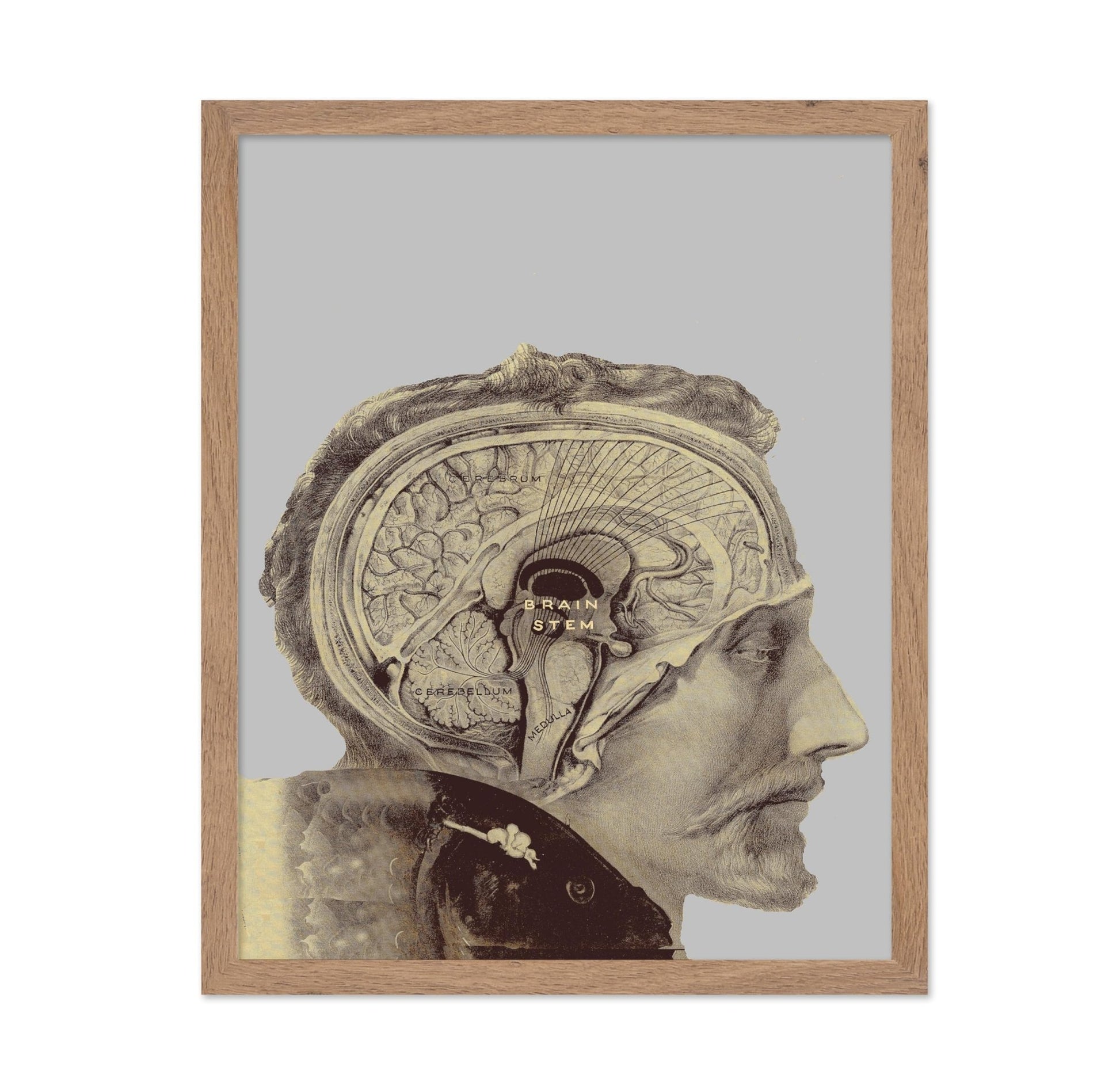 Human Brain