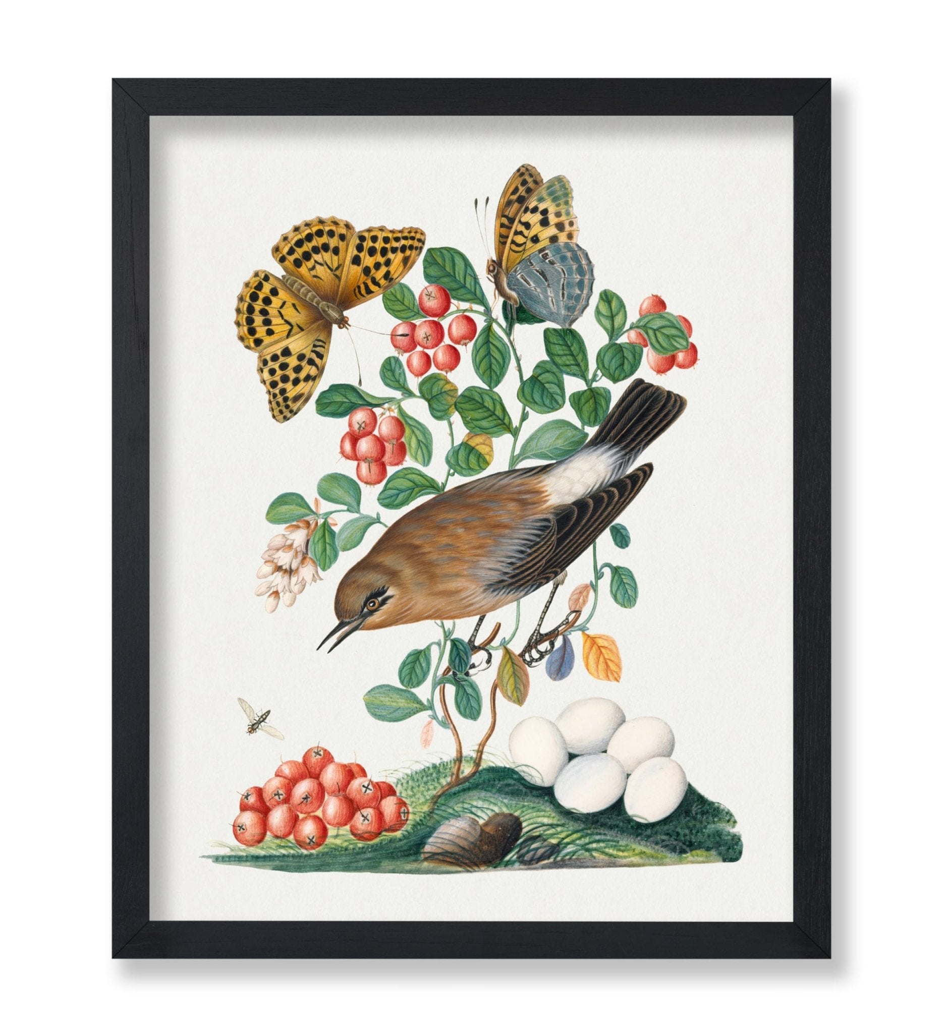 James Bolton - Northern Wheatear, Cowberry and Silver-washed Fritillary and Long-legged Fly