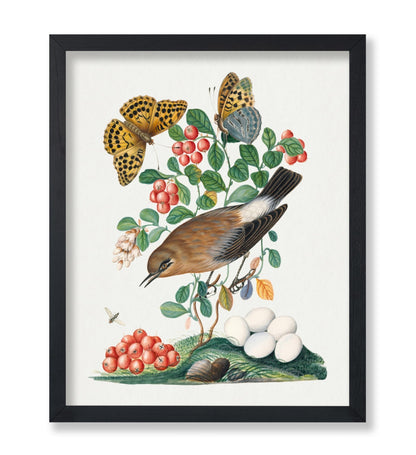 James Bolton - Northern Wheatear, Cowberry and Silver-washed Fritillary and Long-legged Fly