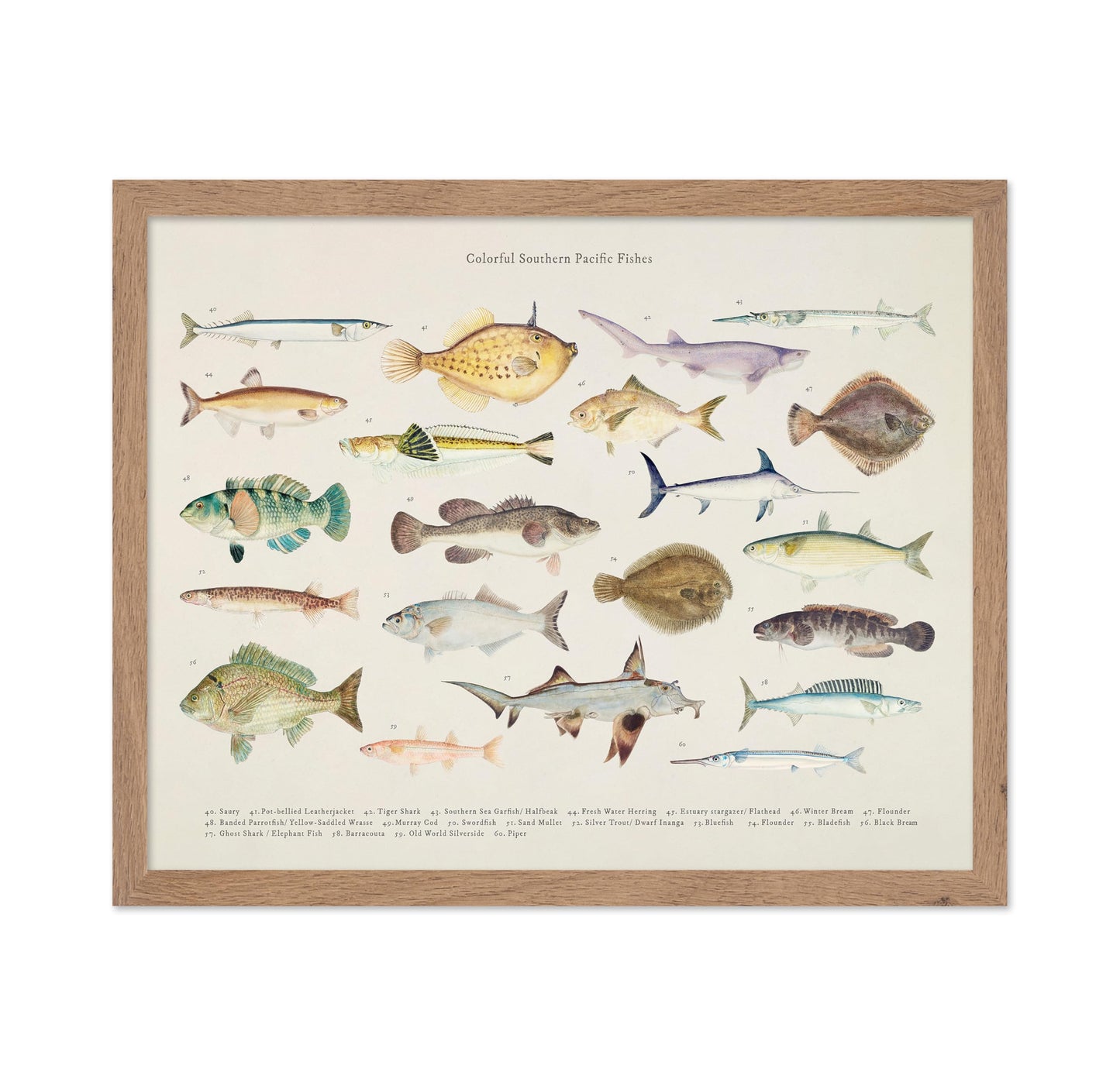 Southern Pacific Fishes No3