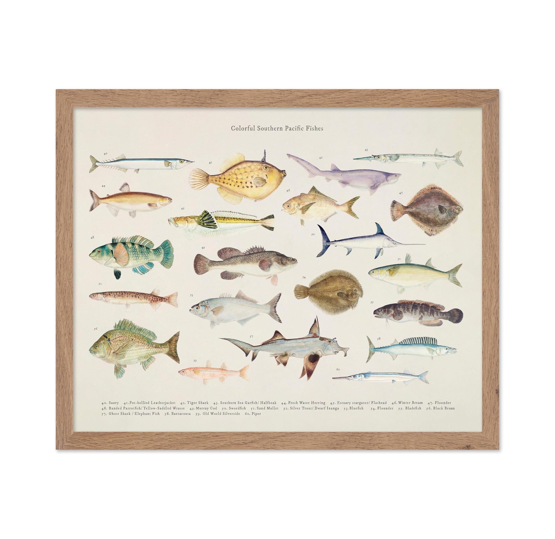 Southern Pacific Fishes No3