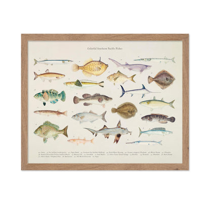 Southern Pacific Fishes No3