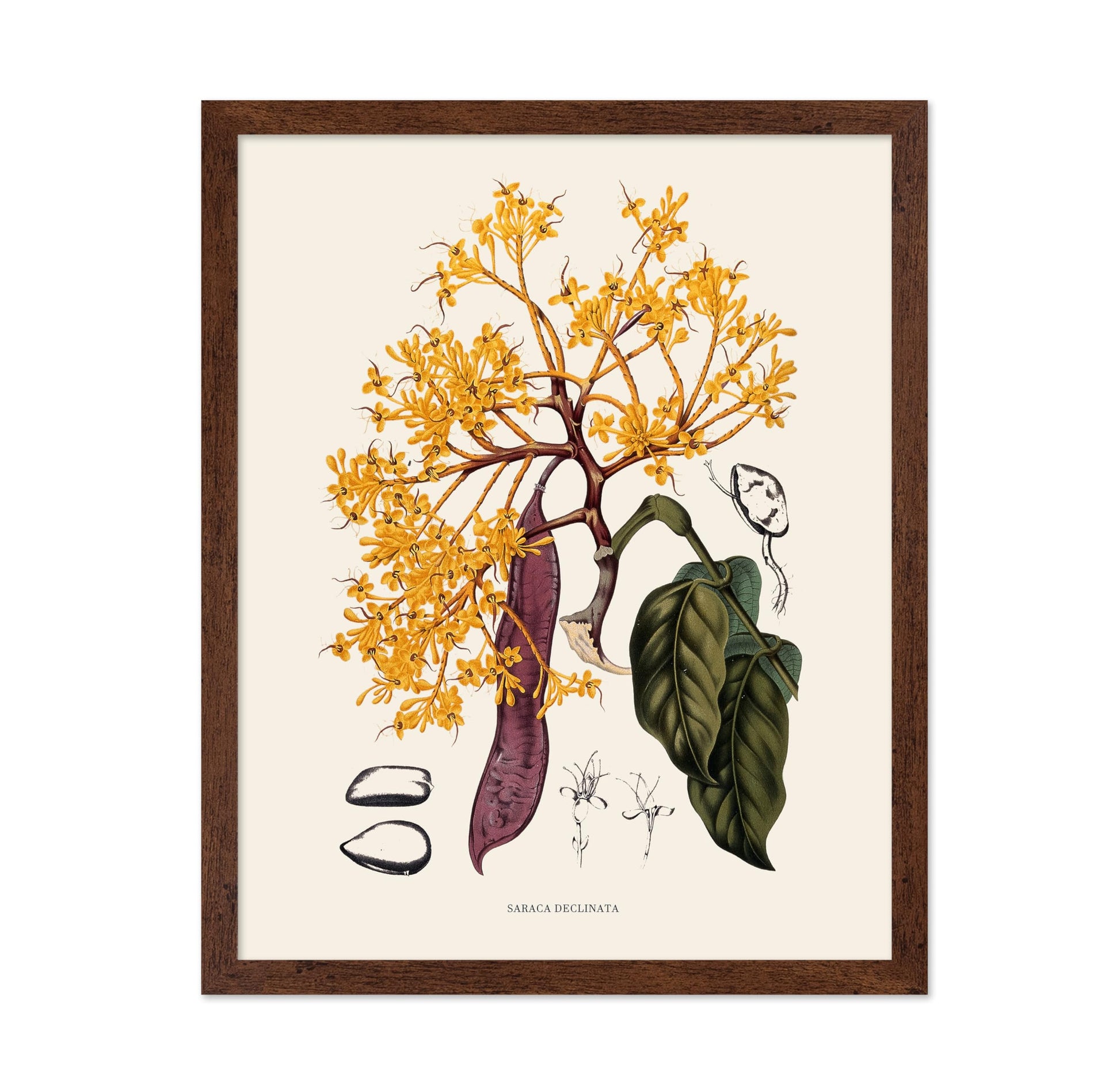 Sorrowless Tree