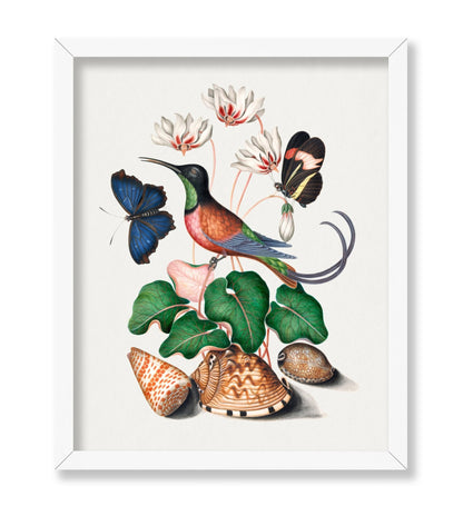 James Bolton - Hummingbird and Butterfly Illustration