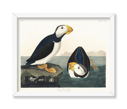 John James Audubon - Large Billed Puffin