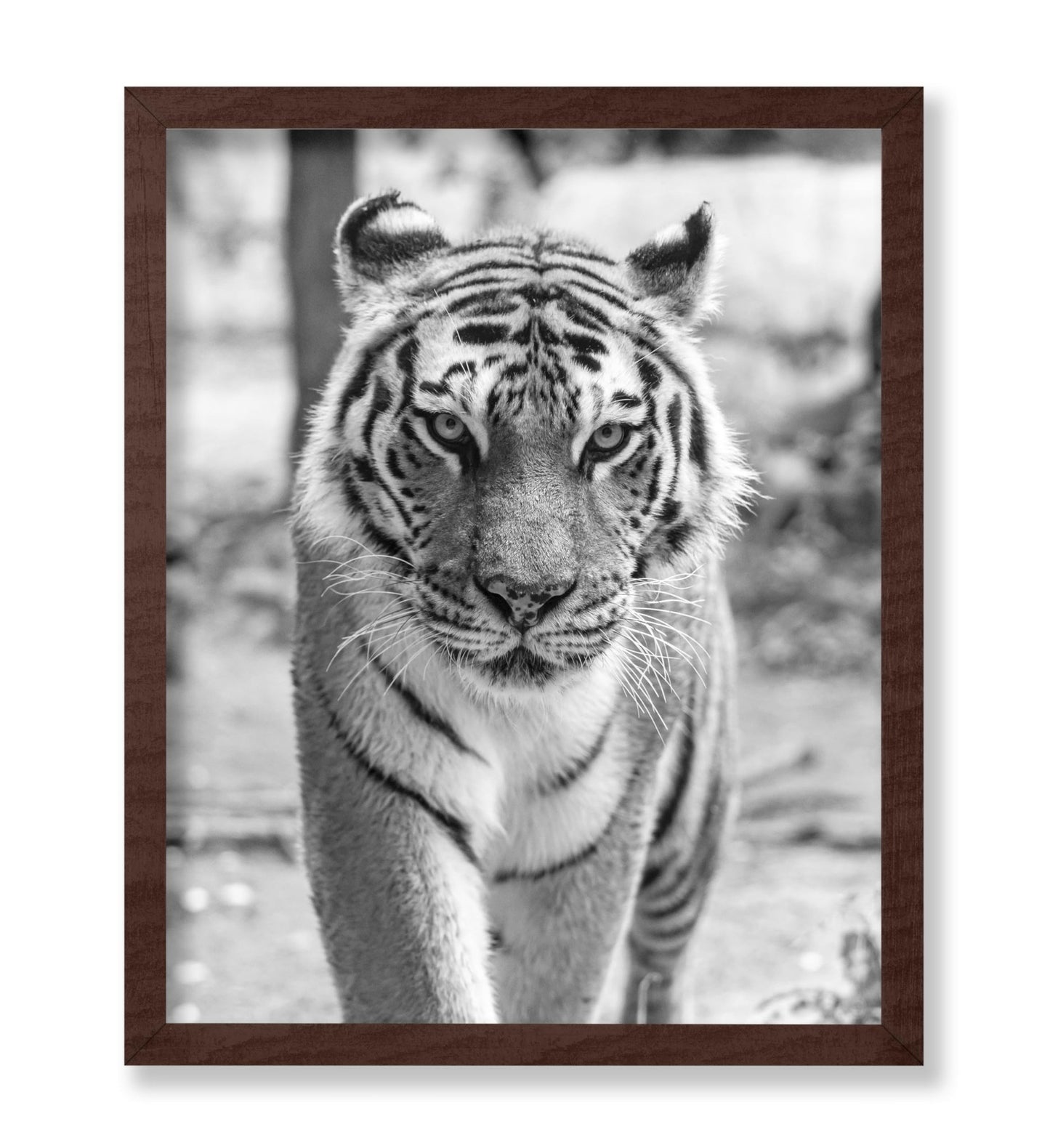 Tiger Portrait