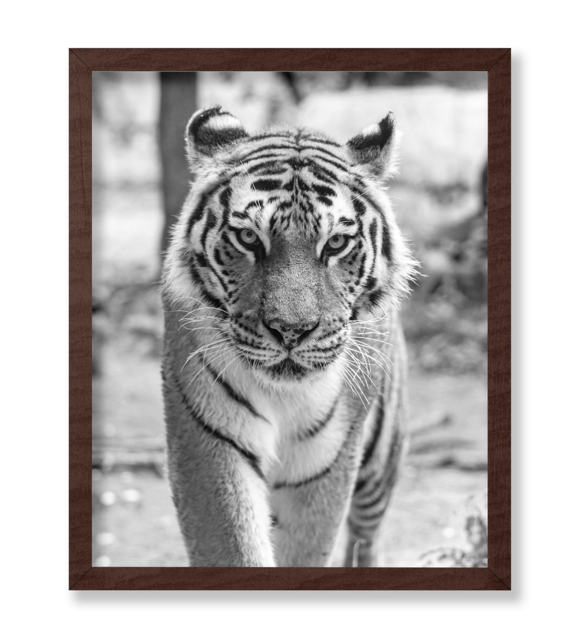 Tiger Portrait