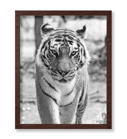 Tiger Portrait