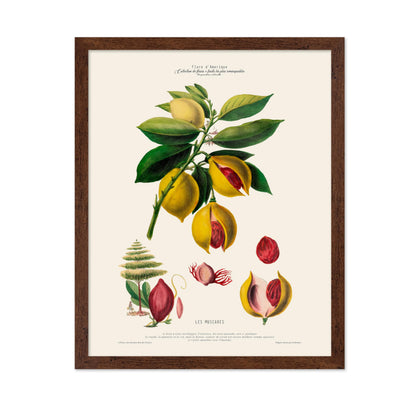 Nutmeg Plant