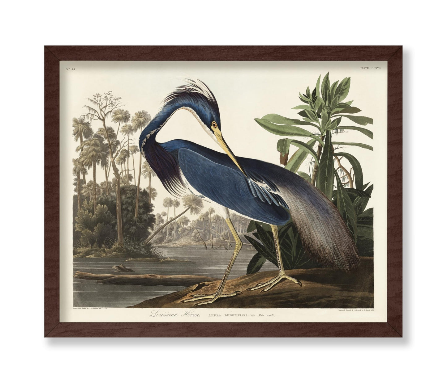 John James Audubon - Louisiana Heron