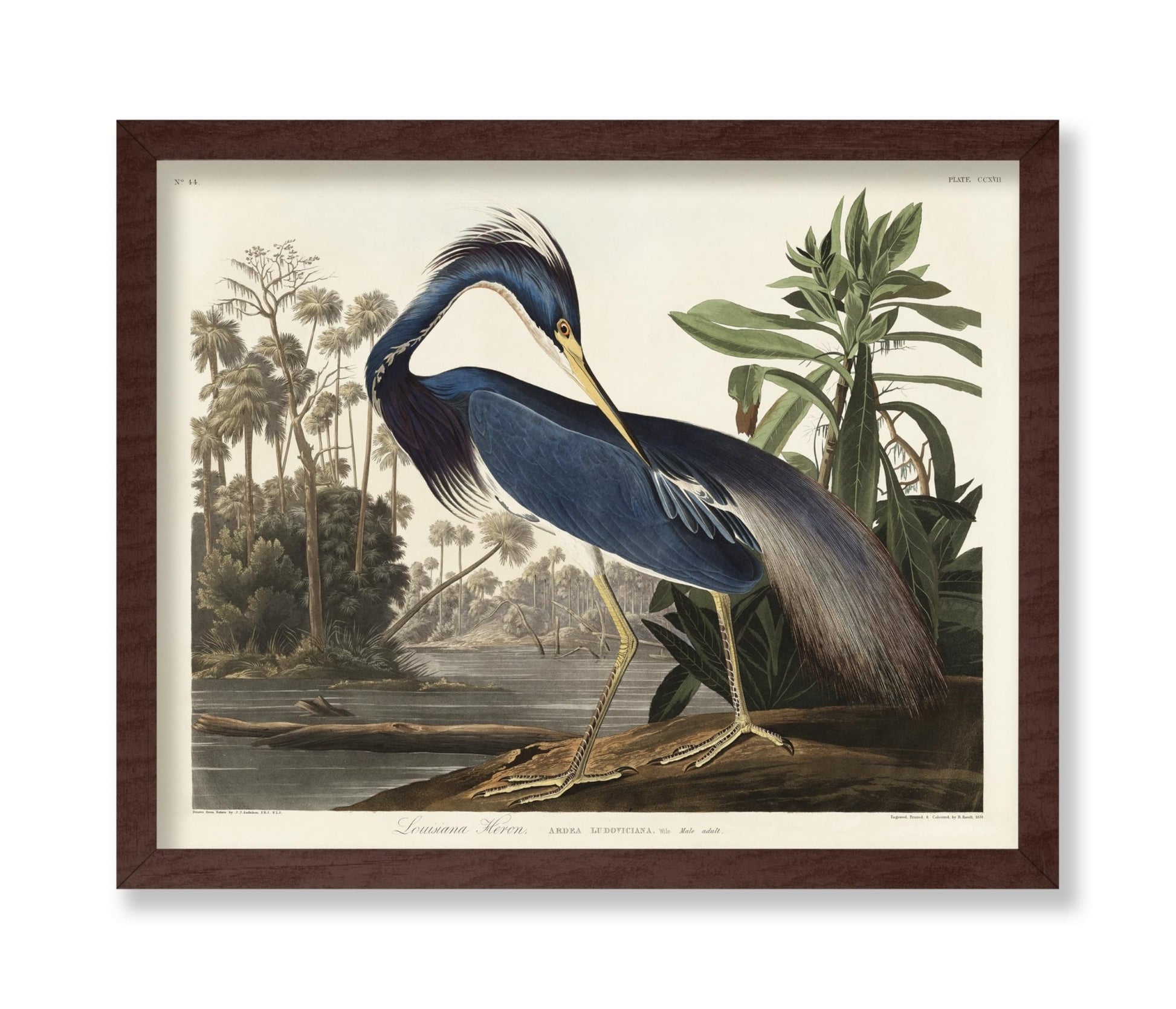 John James Audubon - Louisiana Heron