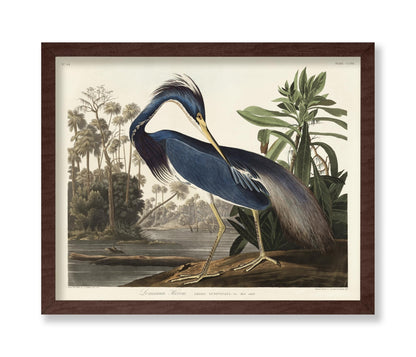 John James Audubon - Louisiana Heron