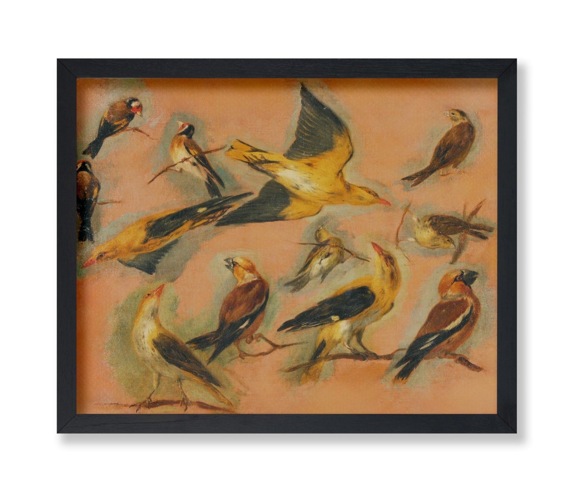 European Goldfinch