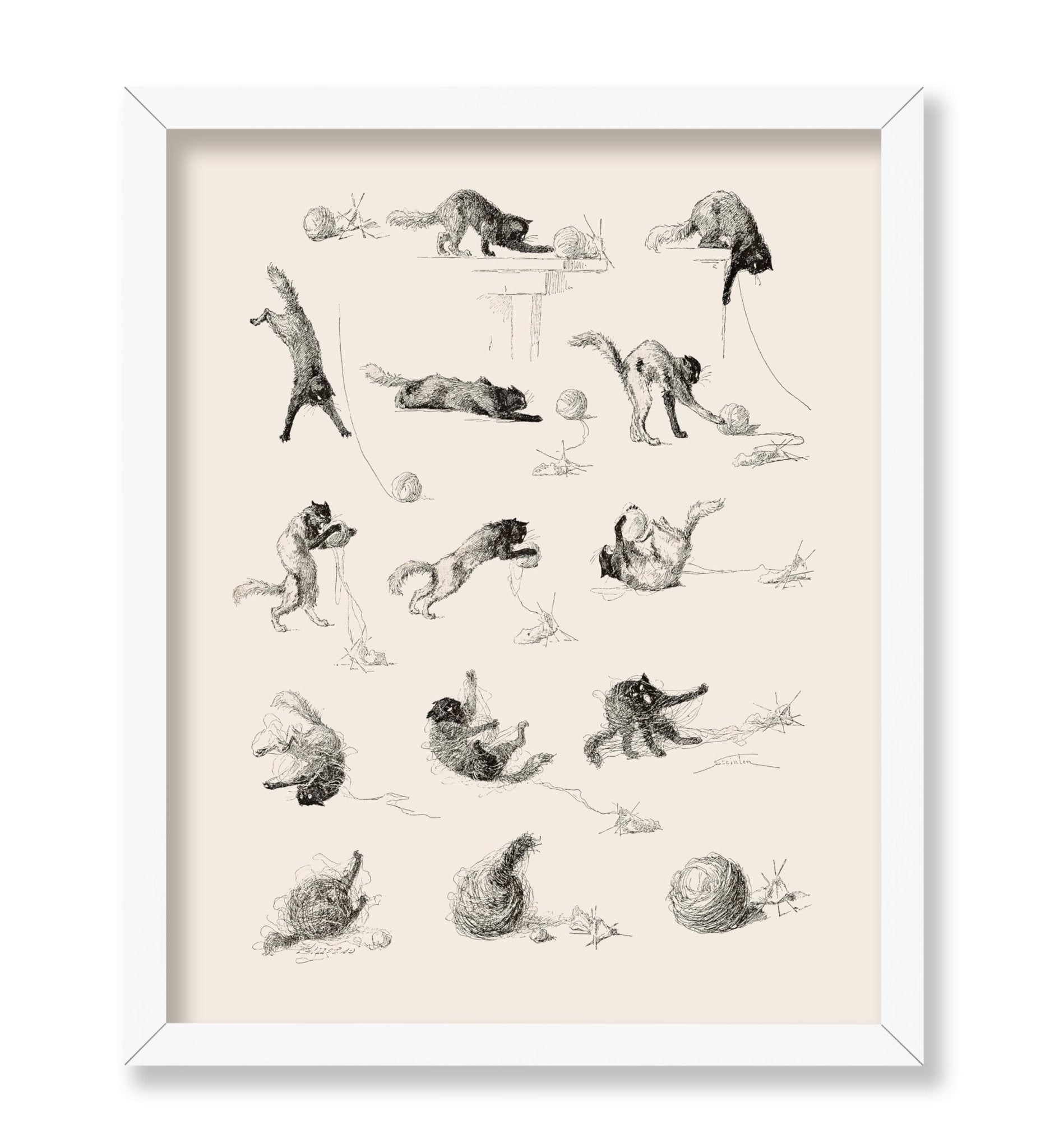 Cat Studies