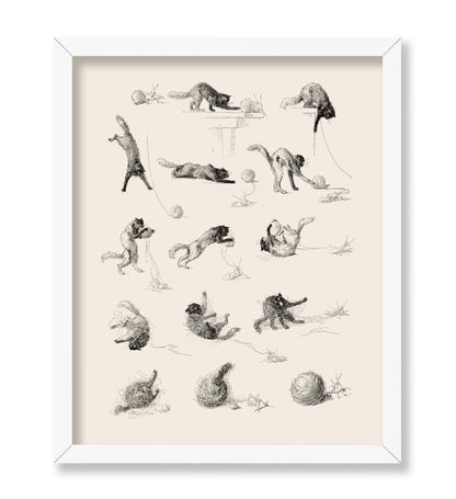 Cat Studies