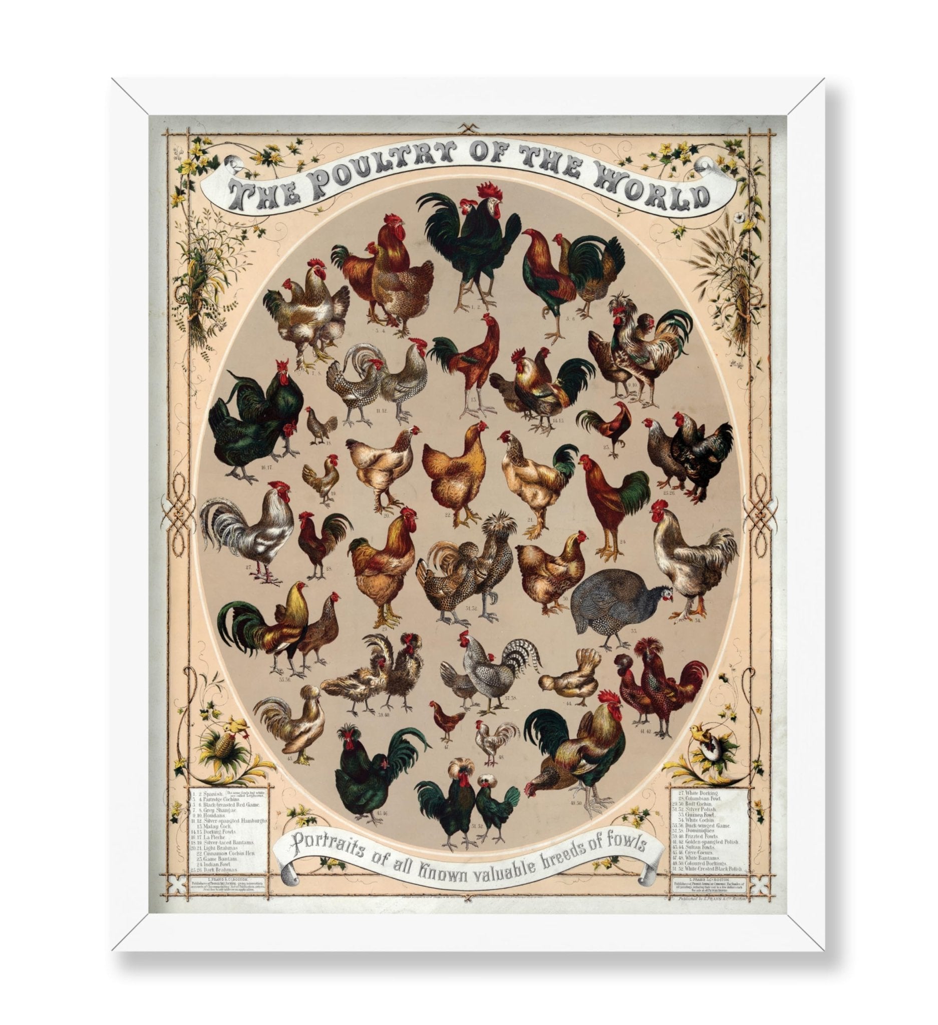 Poultry of the World