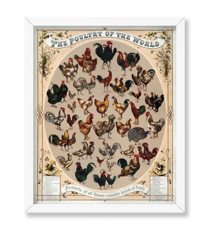 Poultry of the World