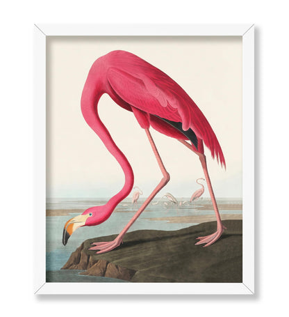 James Audubon - American Flamingo
