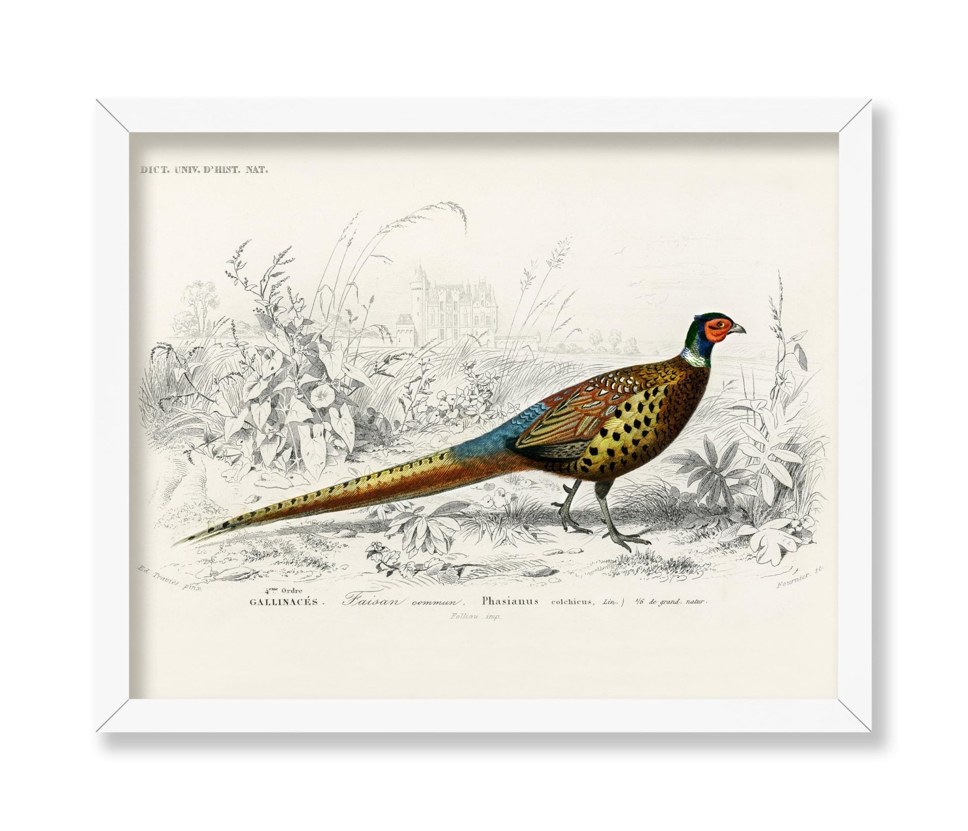 Ring Necked Pheasant
