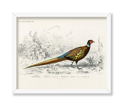 Ring Necked Pheasant