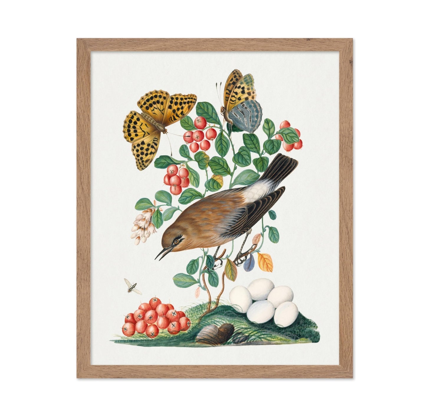James Bolton - Northern Wheatear, Cowberry and Silver-washed Fritillary and Long-legged Fly