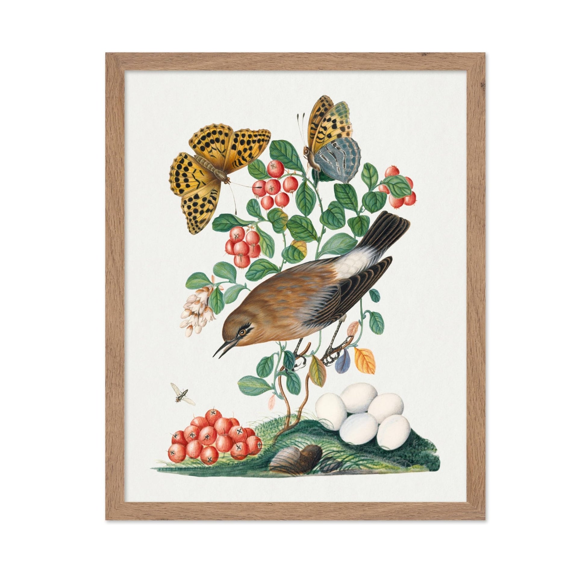 James Bolton - Northern Wheatear, Cowberry and Silver-washed Fritillary and Long-legged Fly