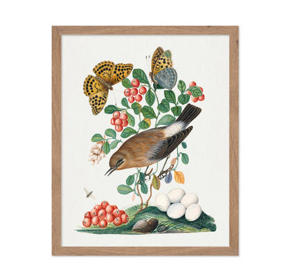 James Bolton - Northern Wheatear, Cowberry and Silver-washed Fritillary and Long-legged Fly